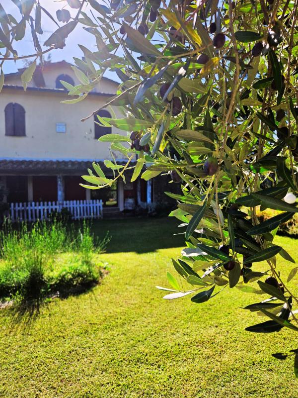 Az olasz prémium olívaolajok jótékony hatásai – miért érdemes a minőséget választani?